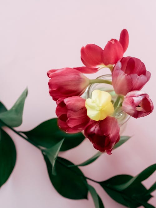 คลังภาพถ่ายฟรี ของ กลีบดอก, ของขวัญ, ดอกทิวลิป