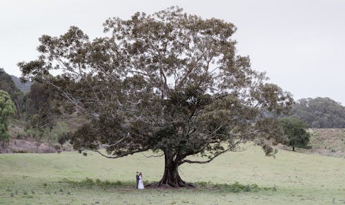 Darmowe zdjęcie z galerii z duże drzewo, kobieta, mężczyzna
