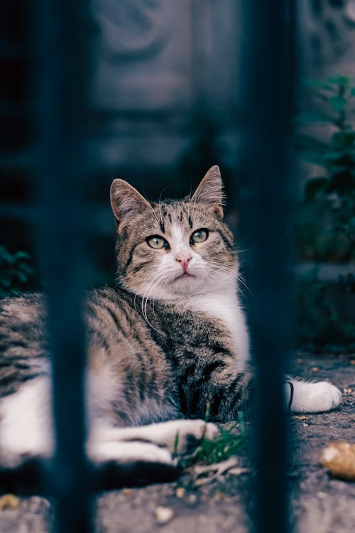 Cat Lying Down behind Bars