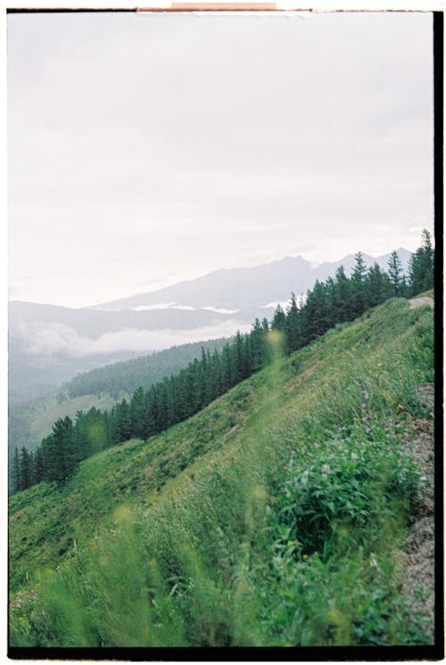 Trees on Hill