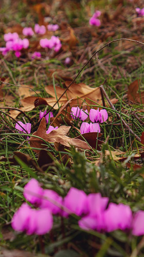 ギリシャのシクラメン, シクラメングレカム, ピンクの花の無料の写真素材