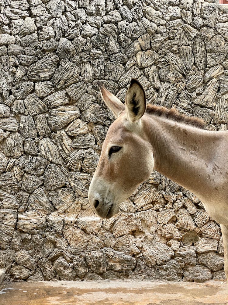 Donkey Head Near Wall