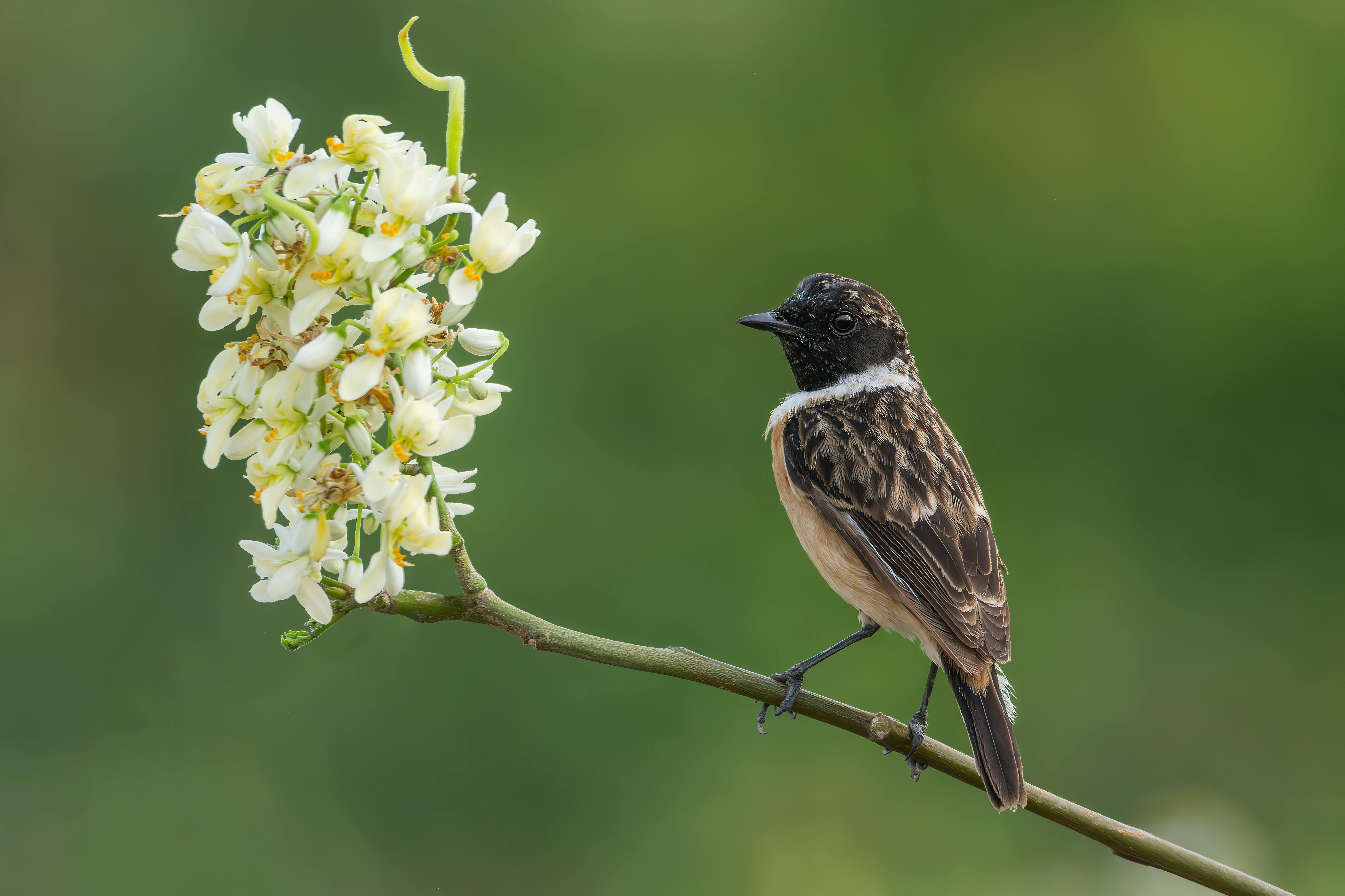 生活：鳥爸爸守護蜀山彩虹，20年不變的堅持與愛