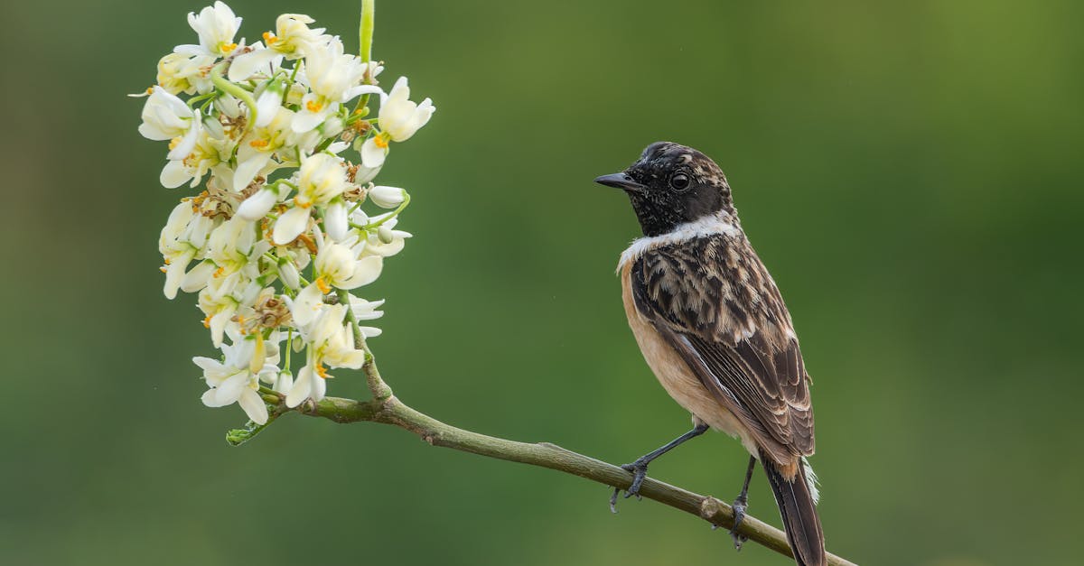 生活:鳥爸爸守護蜀山彩虹,20年不變的堅持與愛