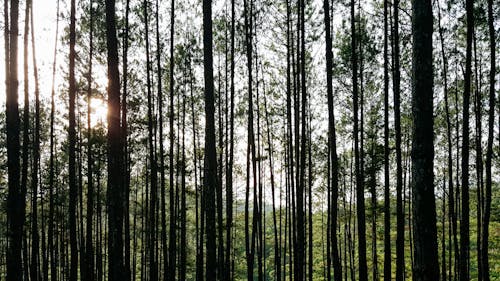 Free Trees in Forest Stock Photo
