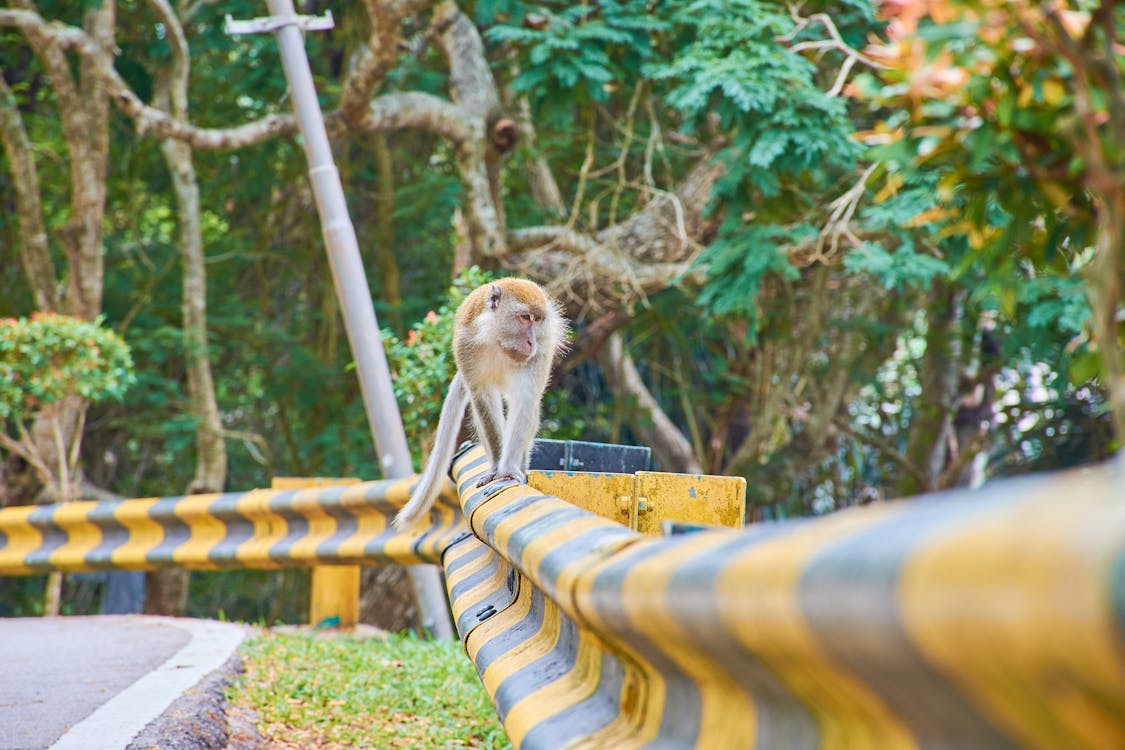monkey - Kuala Lumpur Itinerary