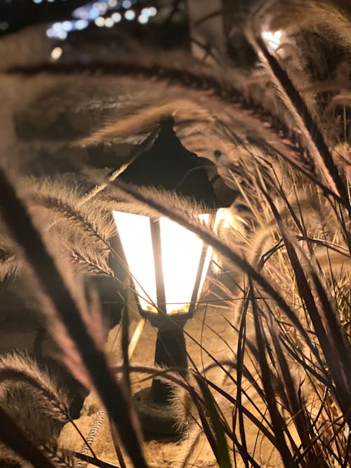 Shining Lantern Among the Reeds at Night