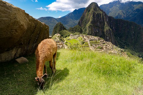 Llama Grazing in Andes with Machu Picchu in the Background