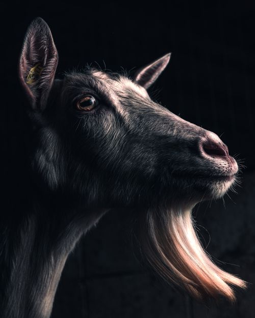 Free Moody portrait of a goat highlighted against a black background, captured in Lebanon. Stock Photo