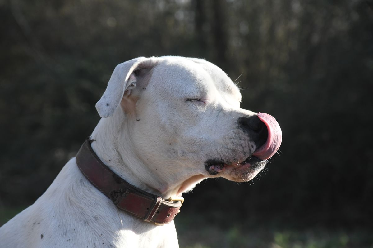 Dogo Argentino Türkiye'de Yasak mı? 2026 Güncel Mevzuat ve Sahiplik Durumu