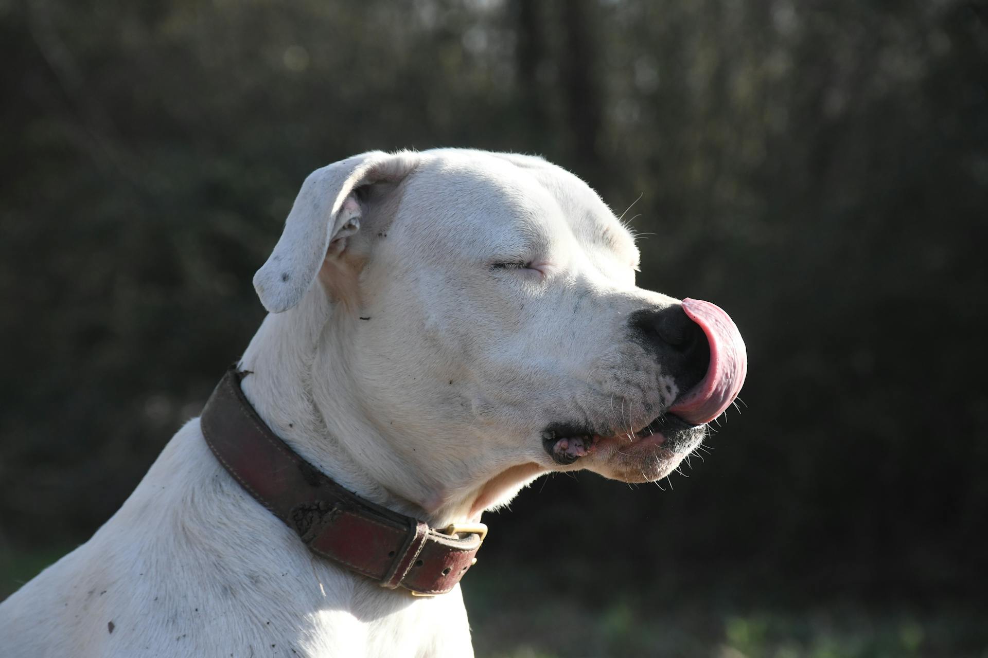 Close up of Dog Head