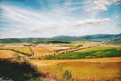 Beige Field Dekat Pepohonan