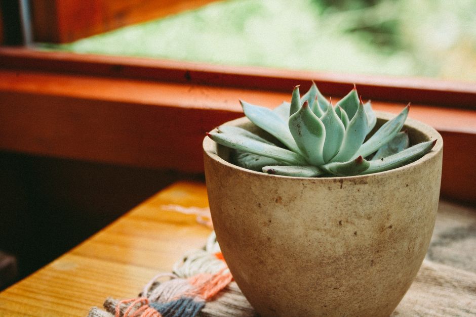 Jade Plant in a decorative ceramic pot - best succulent plants for indoors Jade Plant in a decorative ceramic pot - best succulent plants for indoors