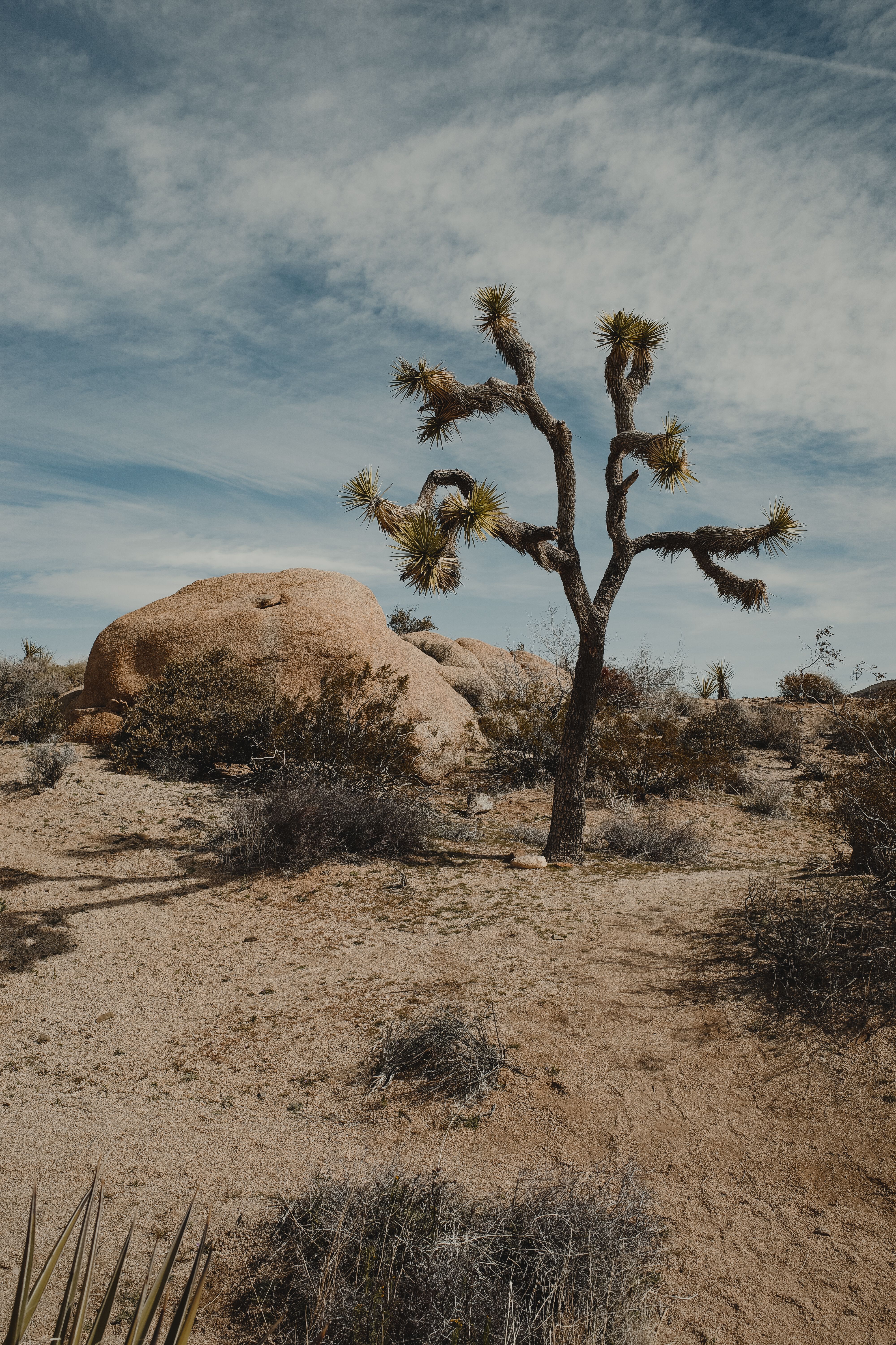 A lone Joshua tree stands amidst a barren desert under a cloudy sky.
