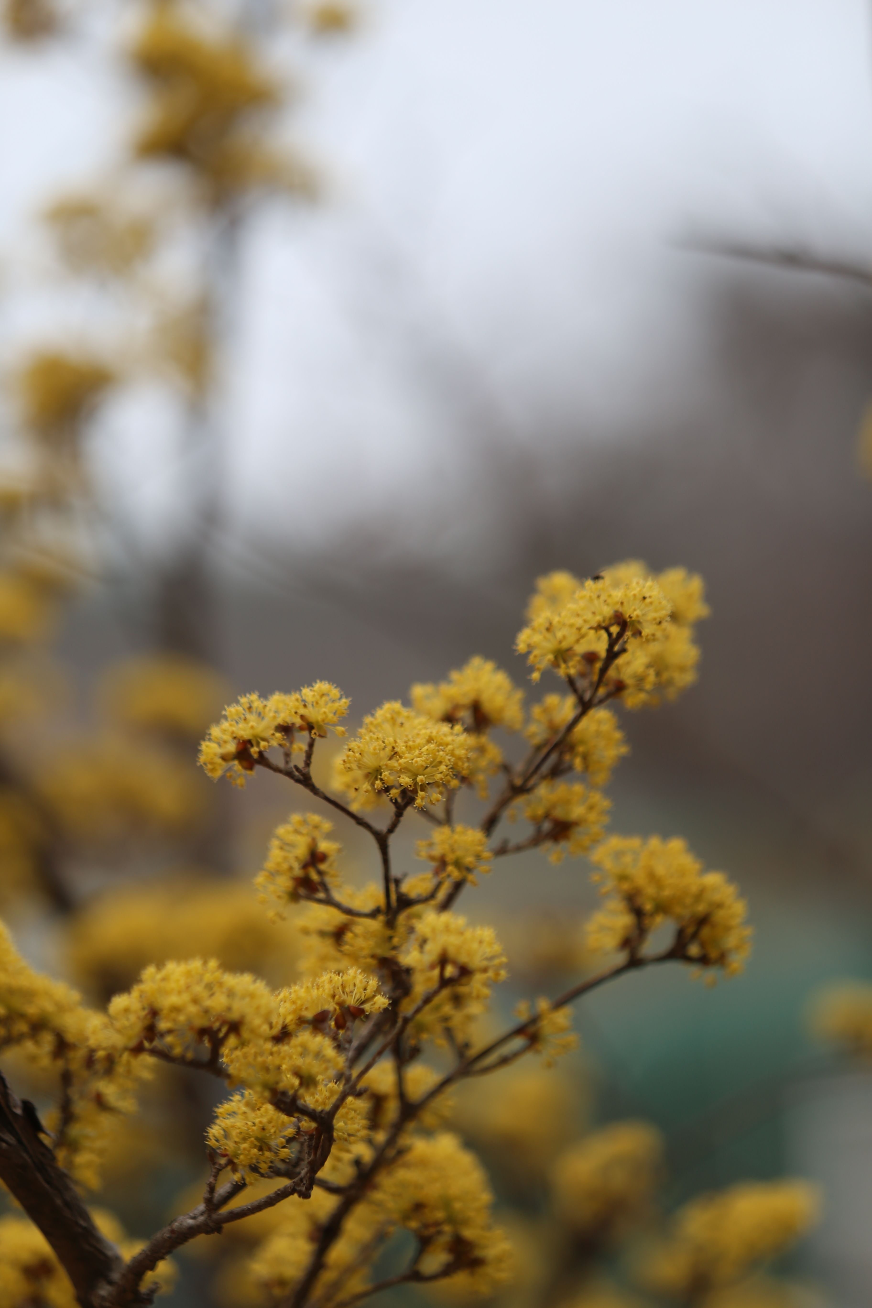 Close up of Yellow Flowers · Free Stock Photo