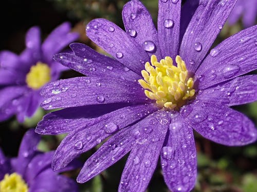 Безкоштовне стокове фото на тему «квітучий, краплі води, краплі дощу»