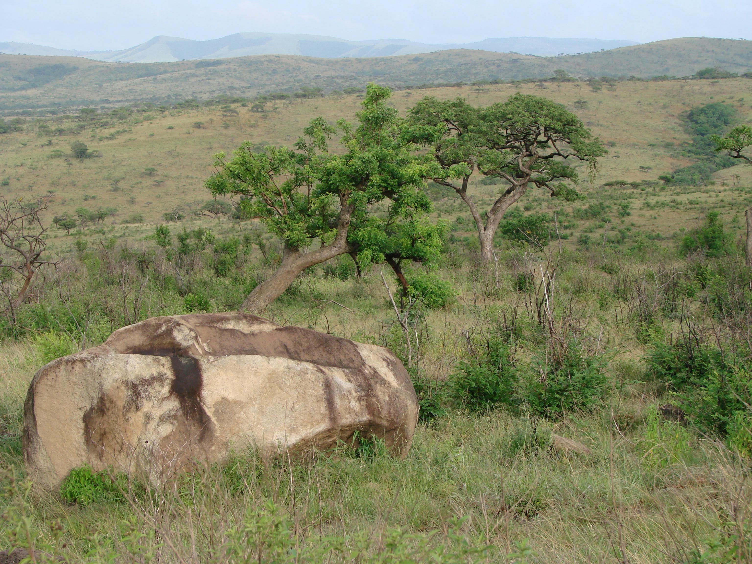 Free stock photo of africa savannah, african trees, bush