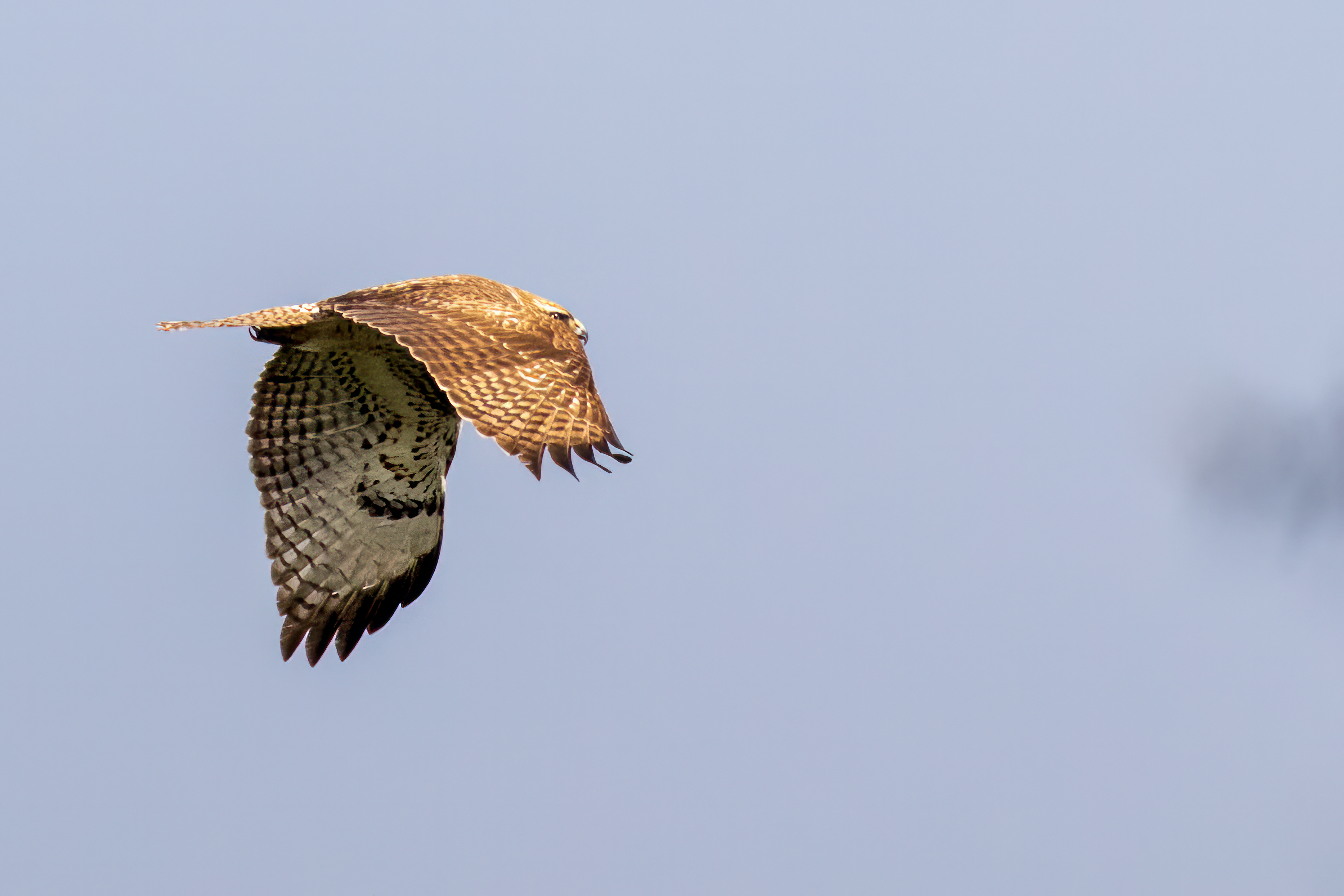 Hawk Flying against Clear Sky · Free Stock Photo