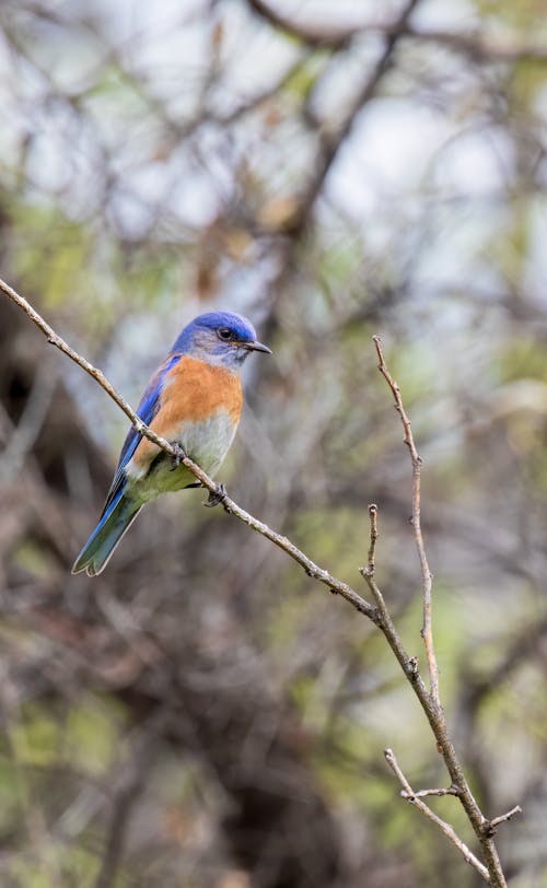 Бесплатное стоковое фото с вертикальный выстрел, ветвь, восточная синяя птица