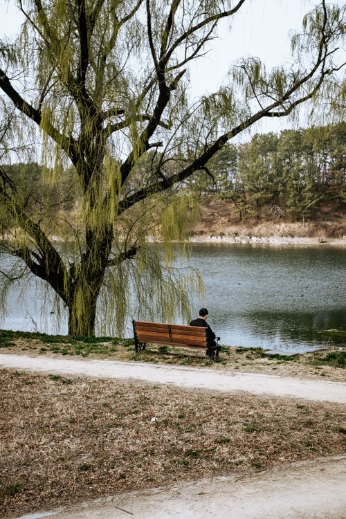 Free A person sitting on a park bench by a lakeside under a towering tree. Stock Photo