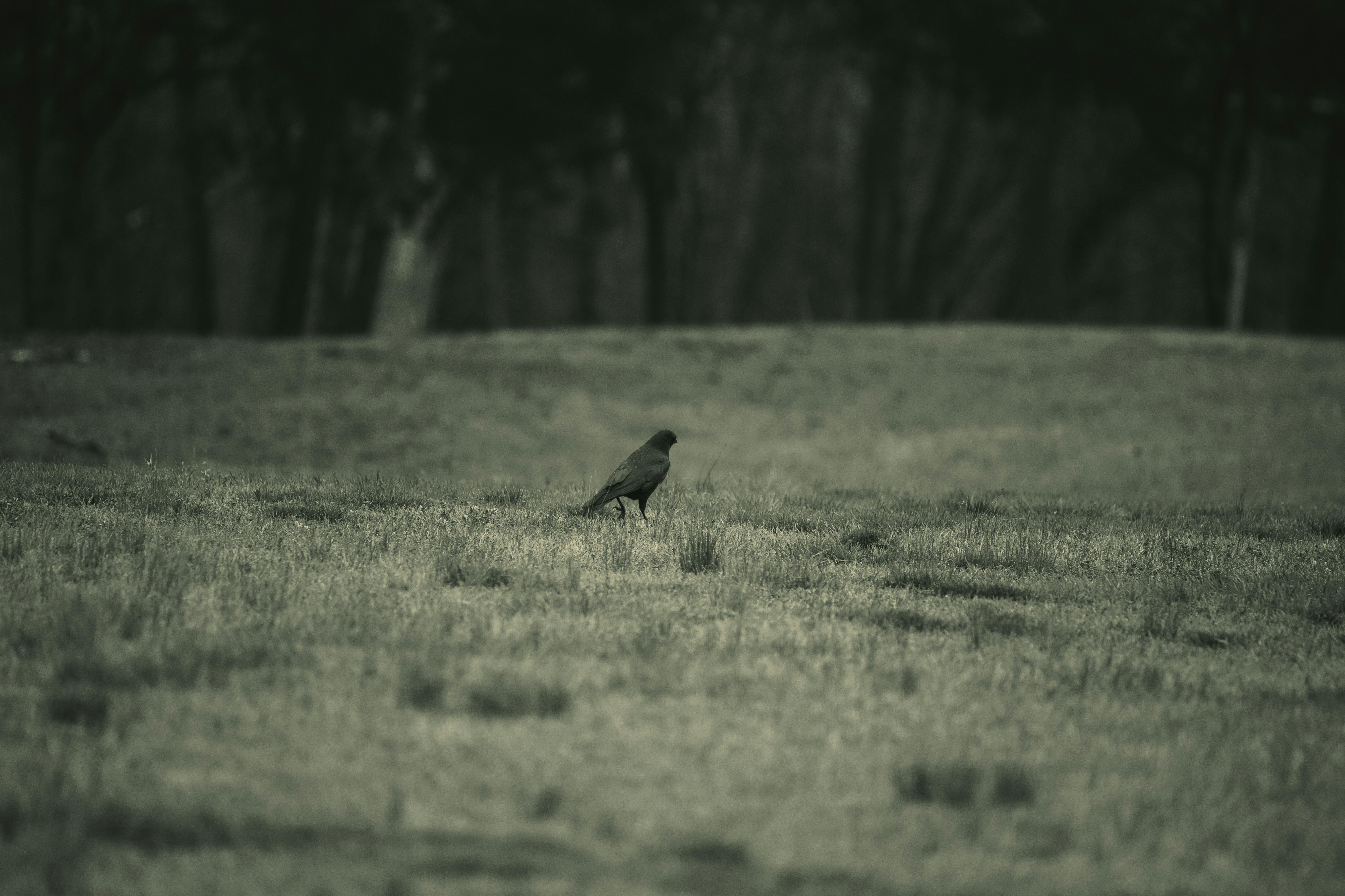 Dotonbori bei Nacht mit leuchtenden Reklametafeln