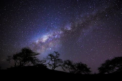 Free Milky Way Visible above Silhouettes of Trees Stock Photo