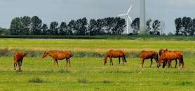 在郁郁葱葱的绿地上，马匹吃草的宁静场景以风力涡轮机和树木为背景