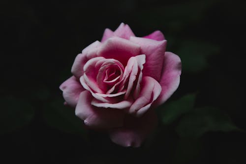 ピンクの花, ローズ, 庭園の無料の写真素材