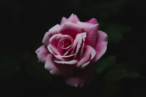 Free Close-up of a blooming pink rose on a dark background, highlighting natural beauty and delicacy. Stock Photo