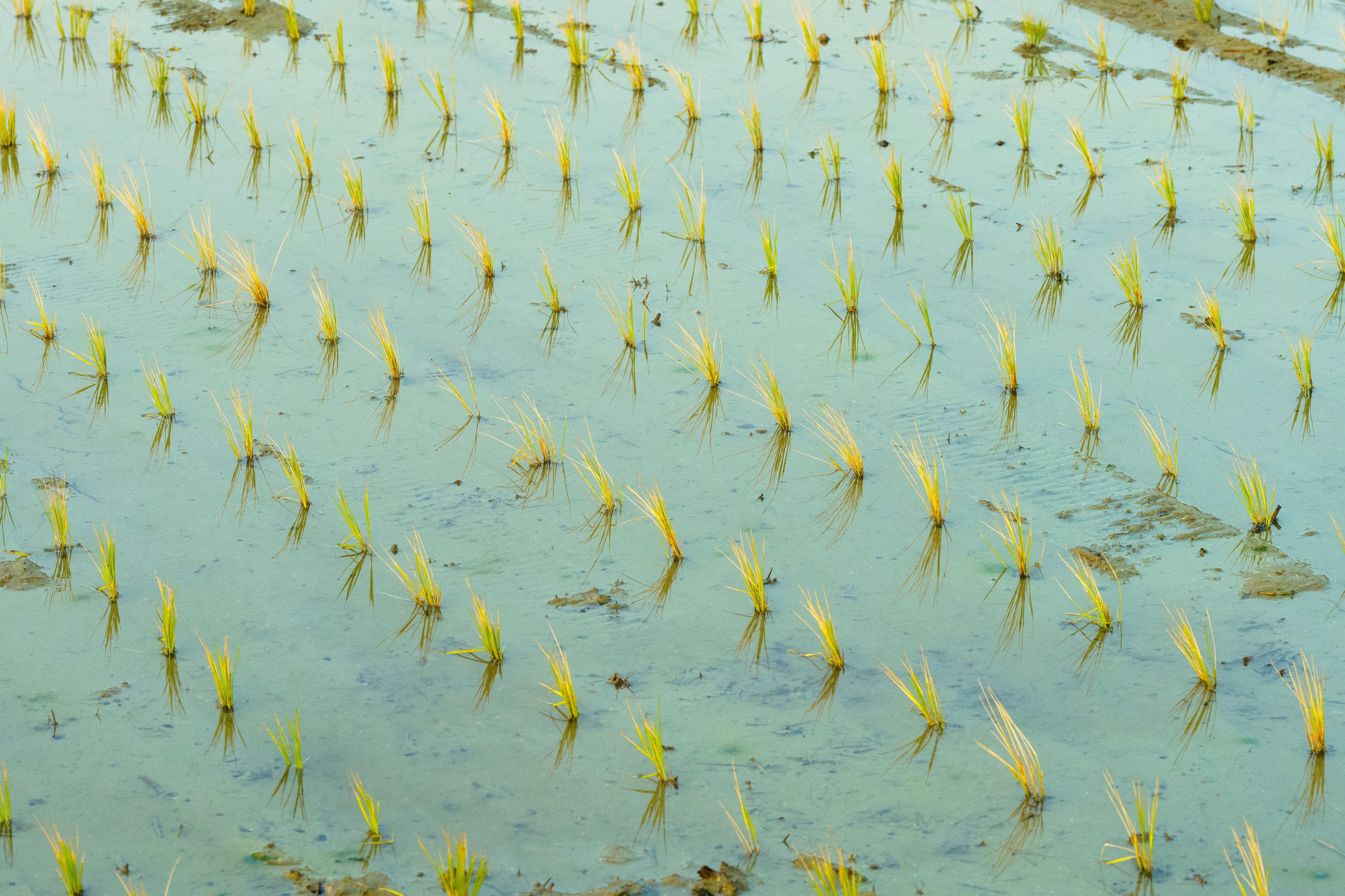 Rice Growing in Water · Free Stock Photo