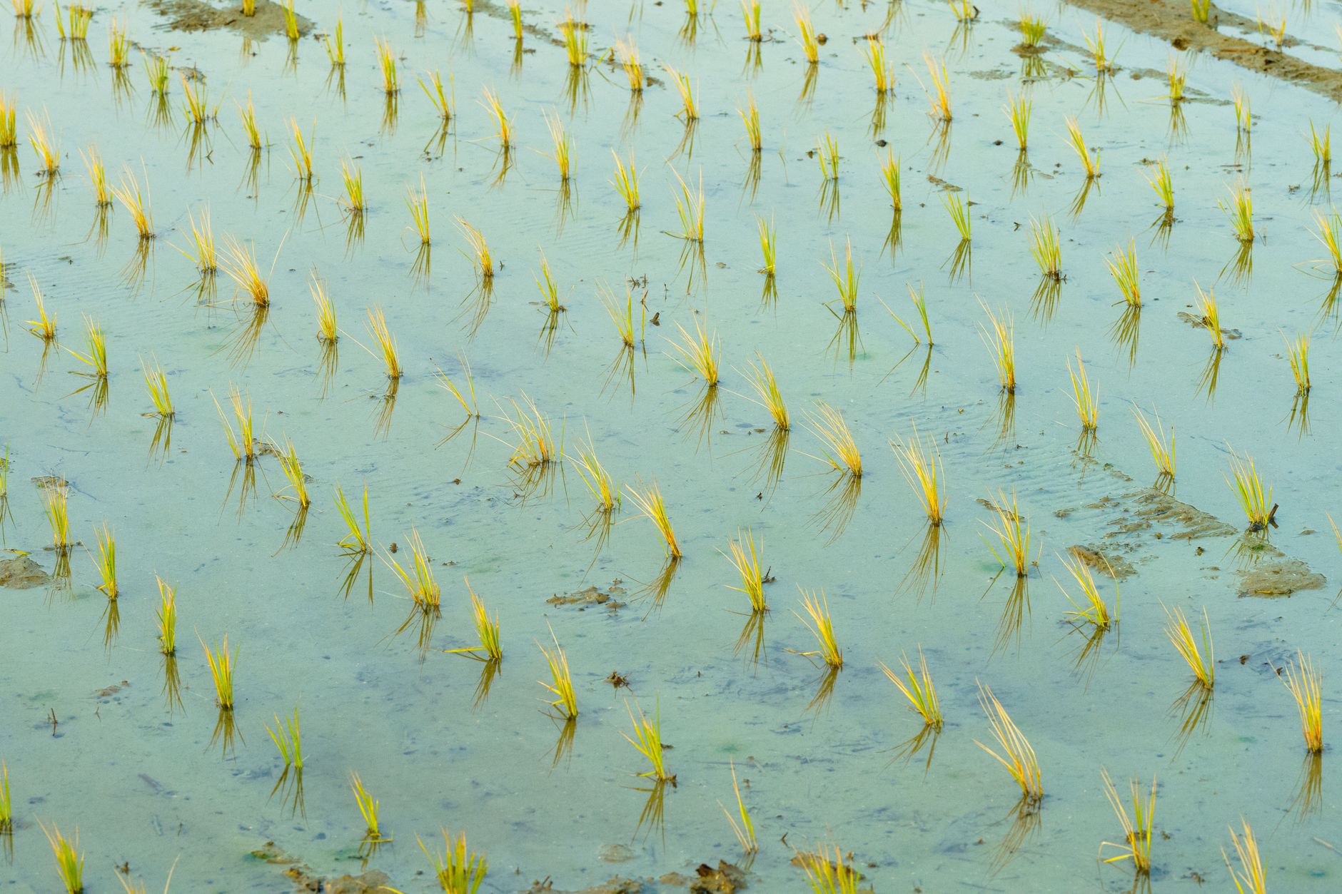 Flooded rice field rio grande do sul — Jornal Metro
