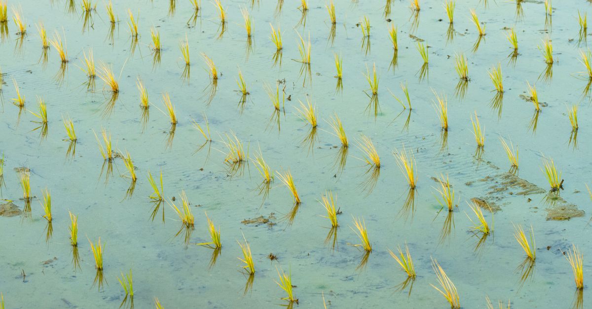 Tide Rice Rice Growing in Water · Free Stock Photo