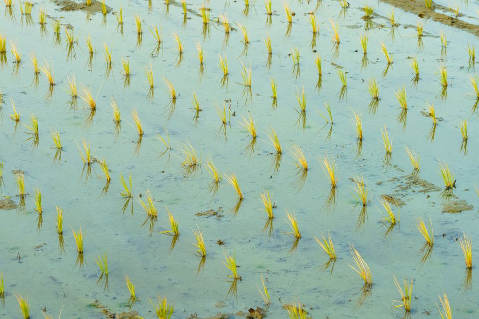 Young rice seedlings evenly spaced in rows in a shallow, water-filled field — hold a thin sheet of water on the crop.
