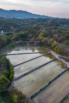 Serene aerial shot of terraced paddy fields surrounded by lush forest in spring.