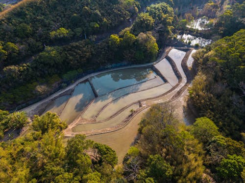Free Drone shot of rice paddies and forest, showcasing scenic agricultural landscape. Stock Photo