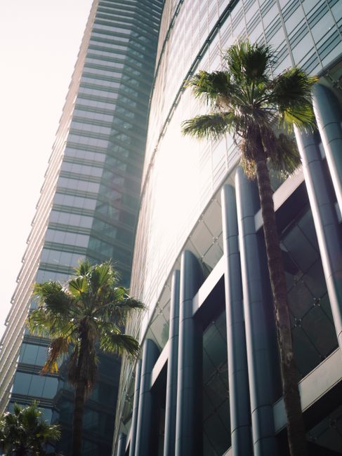 High-rise building with palm trees, showcasing urban modern architecture.