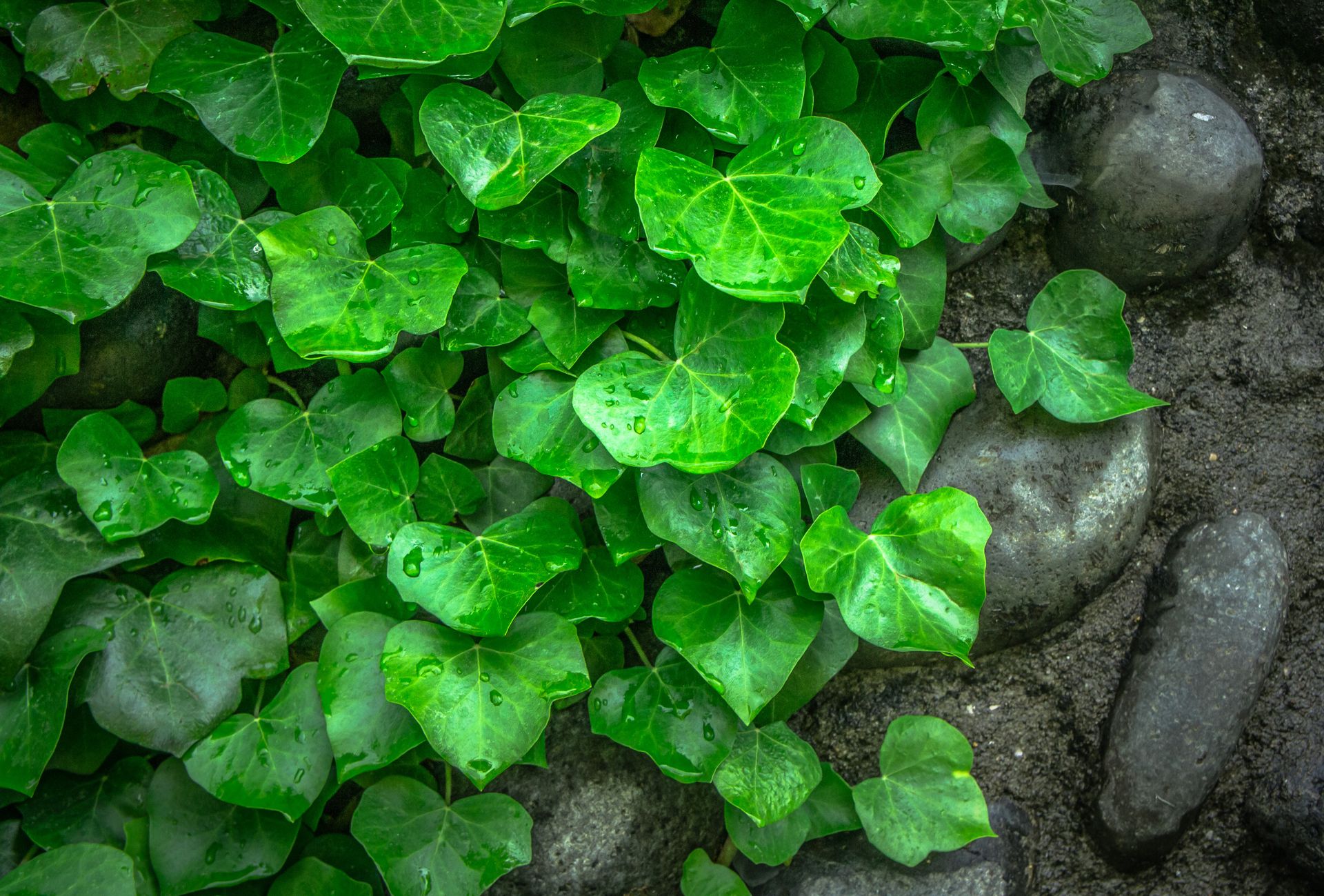 Lush green ivy leaves with rain droplets on rocks, captured with intense detail.