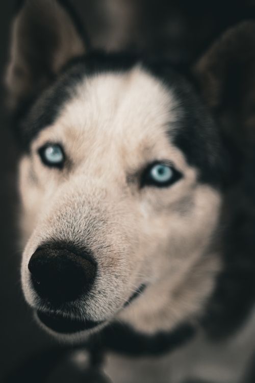 Free Detailed close-up of a husky dog with striking blue eyes, showcasing its unique fur texture. Stock Photo