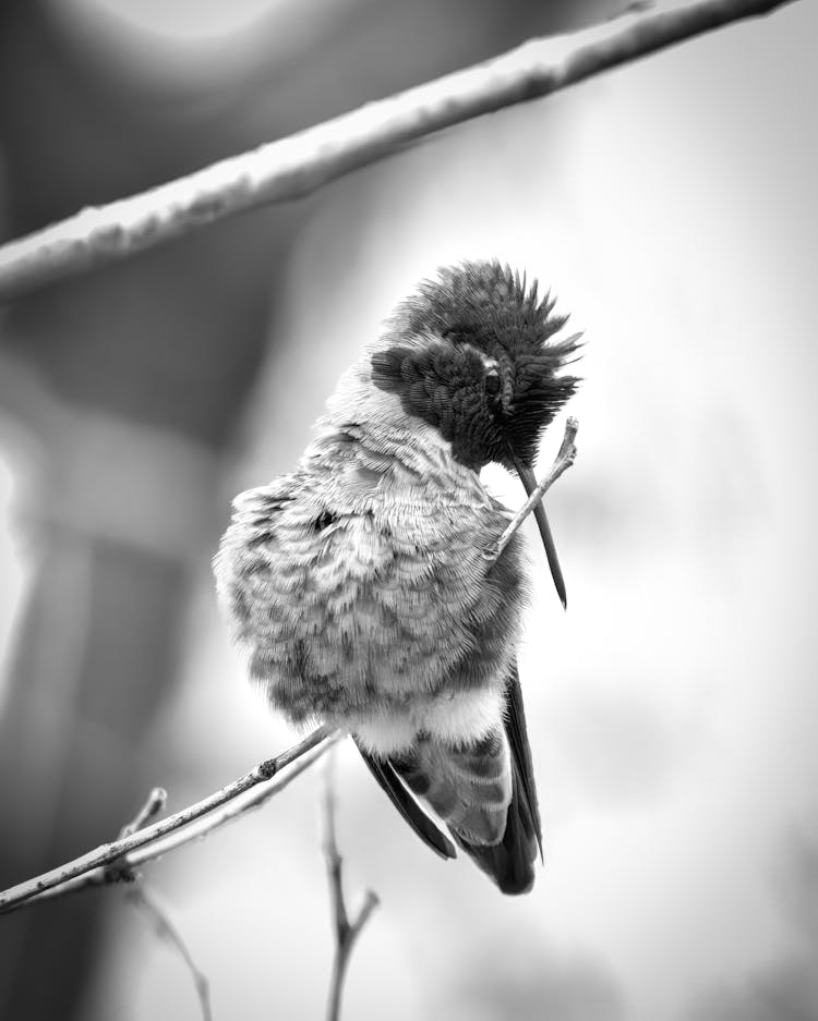 A Hummingbird On The Branch In Black And White