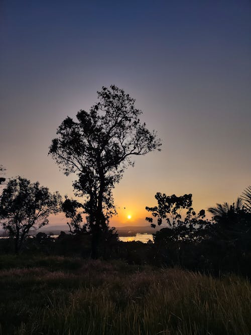 Foto d'estoc gratuïta de arbres, capvespre, hora daurada