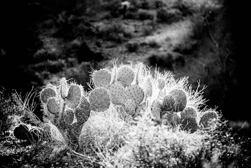 Free stock photo of cactus, desert, flat iron