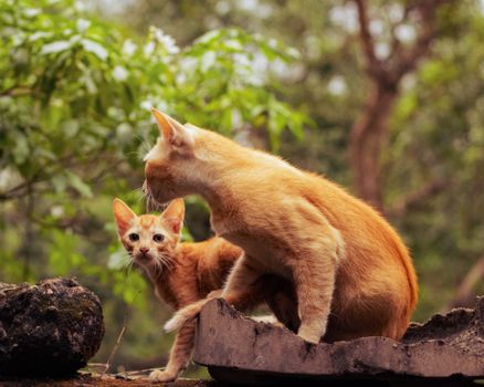 Adorable ginger cats on a rooftop in a Kolkata park, framed by lush greenery.