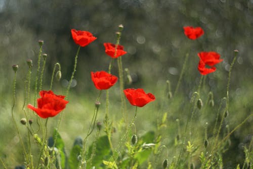 Poppies to Plant This Fall for a Stunning Spring Show