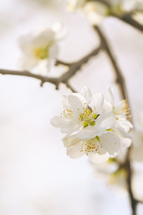 Безкоштовне стокове фото на тему «весна, відділення, дерево»
