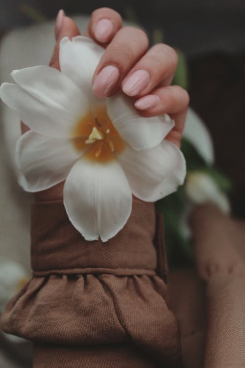 Fotobanka s bezplatnými fotkami na tému biely kvet, držanie, ruka