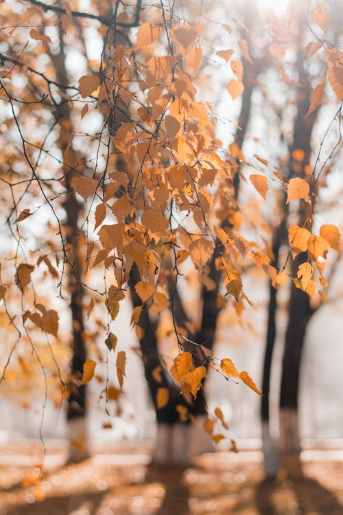 бесплатная Селективная фокусировка сушеных листьев Стоковое фото
