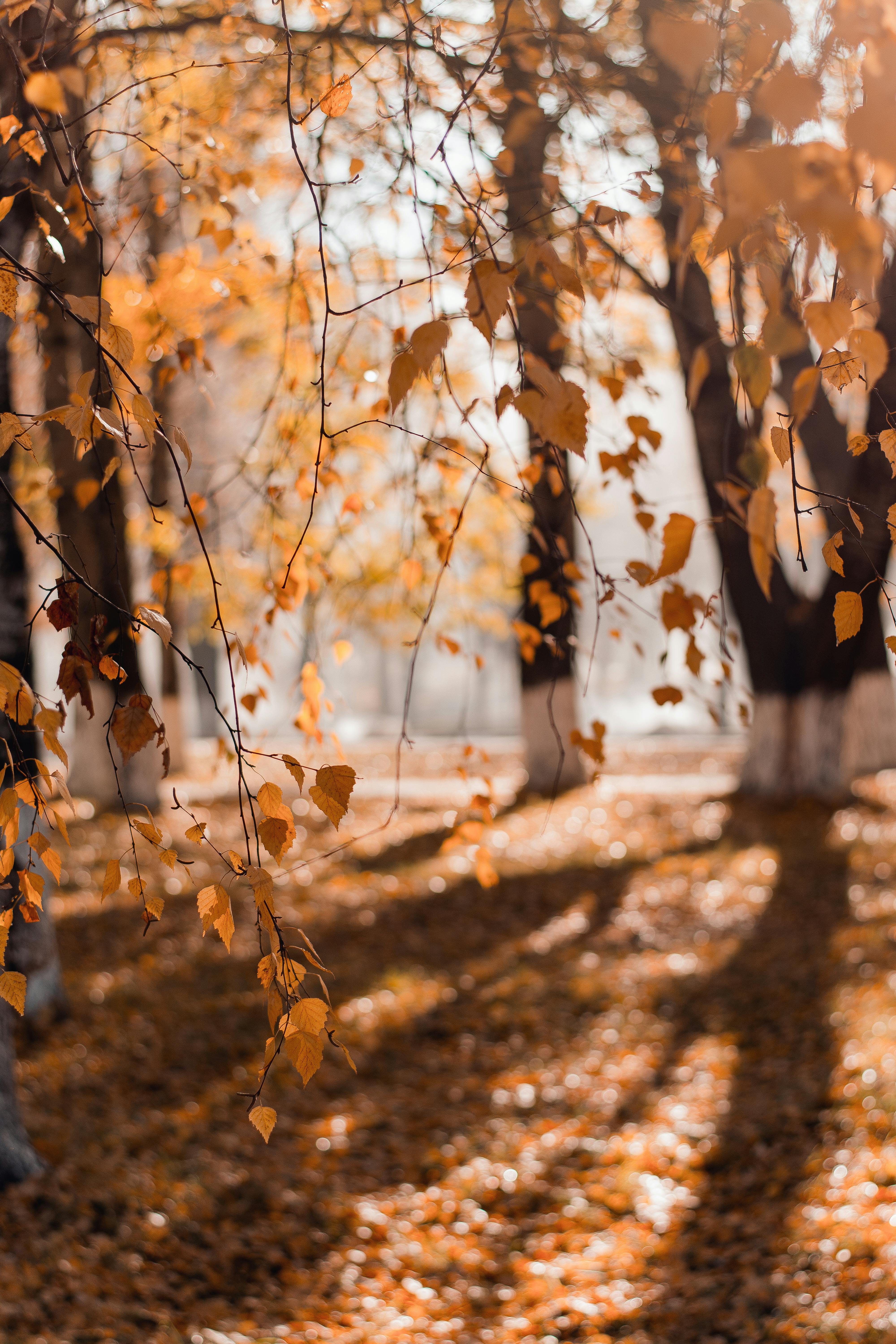 selective focus photography of brown leafed trees