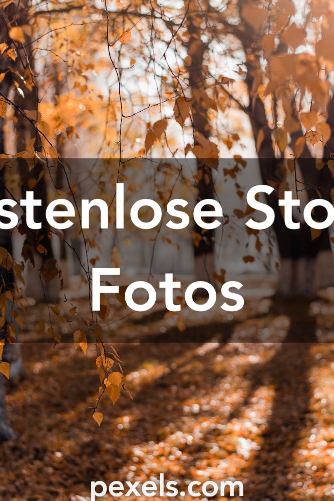 Die Besten Herbstbilder Aktuell 100 Kostenlos Pexels Stockfotos