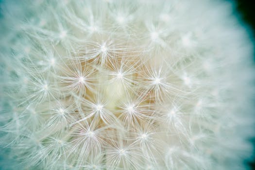 بستان ورد المصــــــــراوية - صفحة 98 Dandelion-seeds-number-of-lion-screen-pilot-159056