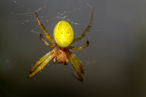 Foto profissional grátis de aranha, fechar-se, fotografia animal